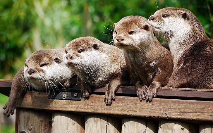 four brown otters, animal, logs, mammal, cute, wildlife, nature, HD wallpaper