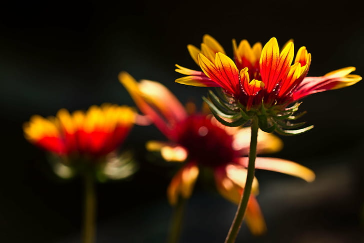 selective focus photography of red-and-yellow petaled flowers, HD wallpaper