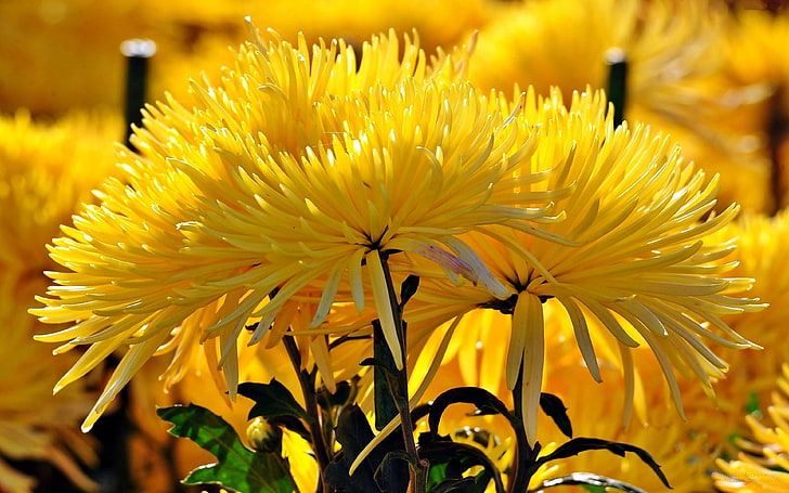 Yellow chrysanthemum autumn flowers Desktop HD Wallpapers for mobile phones and computer 3840×2400