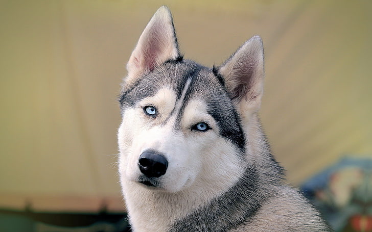 adult gray and white Siberian husky, dog, face, eyes, sled Dog