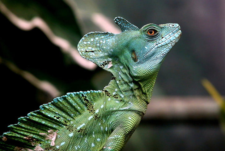 photography, nature, reptiles, chameleons, side view, animal, HD wallpaper