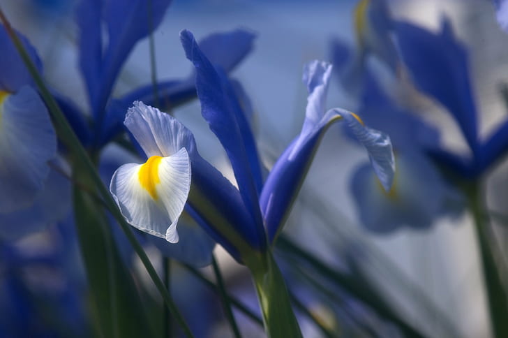 blue and white petal flower macro photography, iris, iris, flower, HD wallpaper