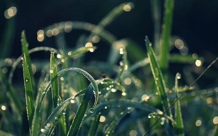 green leafed plant, grass, dew, moisture, drops, nature, freshness