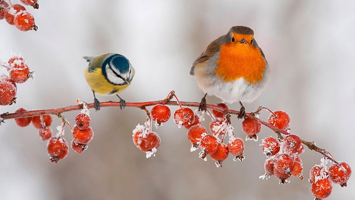 european robin, birds, titmouse, ice, winter, frost, berries