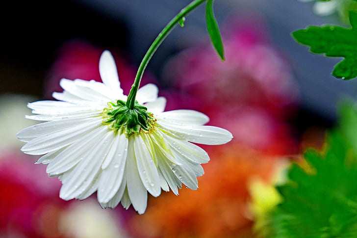 macro photo of white Daisy flower with dewdrops, chrysanthemum, chrysanthemum, HD wallpaper