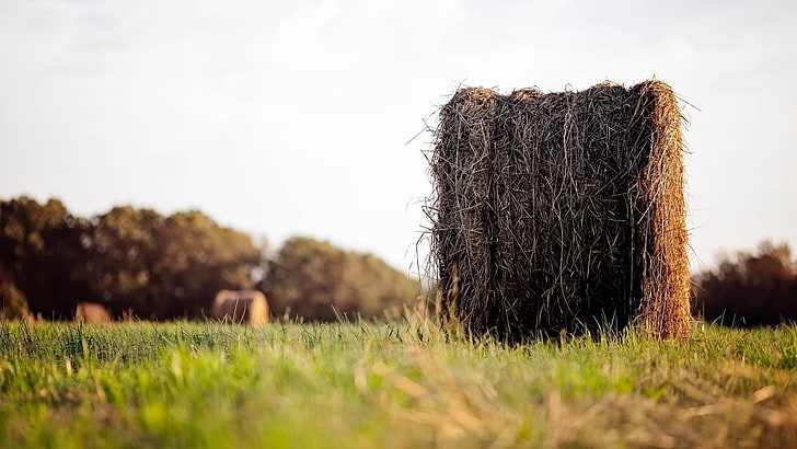 black and brown fur textile, depth of field, nature, grass, haystacks