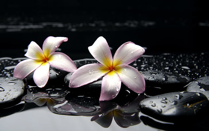 Zen Relax Rocks Stones Water Drops Desktop Photo, pair of white-purple-and-yellow petaled flowers, HD wallpaper