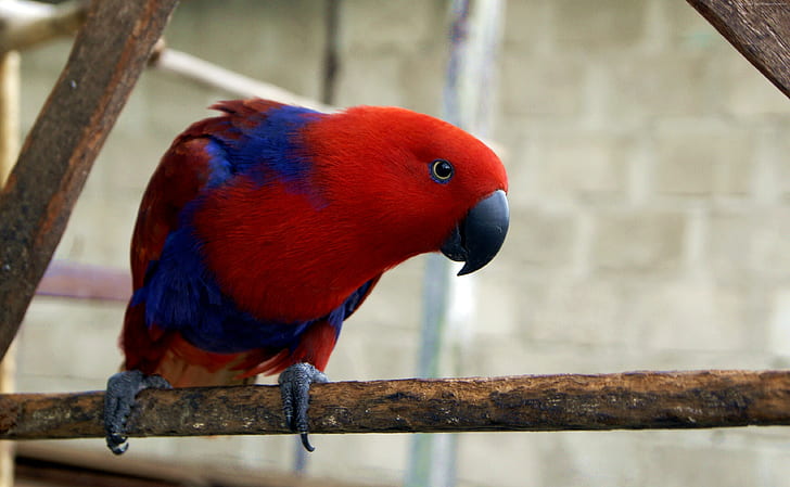 Eclectus roratus, red, electus parrot, Gag Island, HD wallpaper
