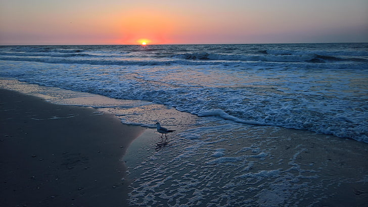 south carolina, sunrise, seagull, waves, coast, shore, united states, HD wallpaper
