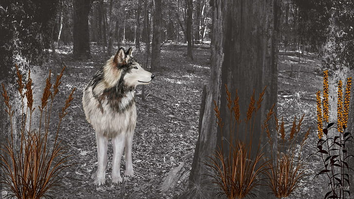 Wolf In Woods, white and black alaskan malamute near the tree painting, HD wallpaper