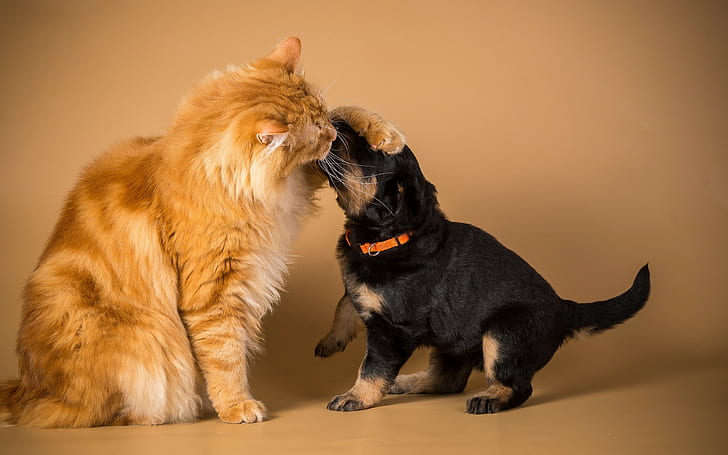 Cat and dog friendship, HD wallpaper