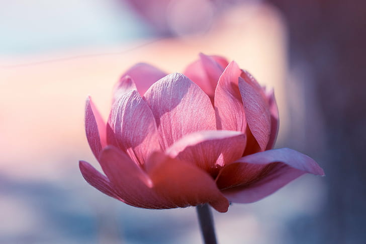 pink tulip flower in close up photography, Nikon d5300, macro