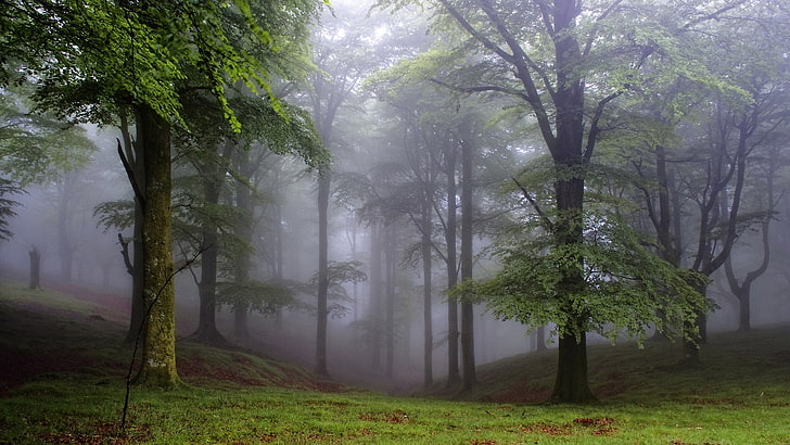 green leafed trees, forest, nature, mist, plant, fog, land, tranquility, HD wallpaper