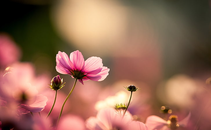 HD wallpaper: Pink Cosmos Flowers, pink cosmos flowers, Nature, Autumn,  Asia | Wallpaper Flare