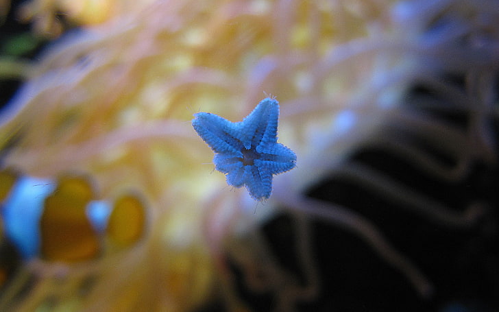 starfish, underwater, plant, close-up, nature, beauty in nature