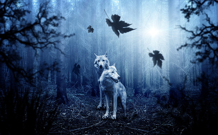 two white wolves wallpaper, predators, forest, photoshop, wolf