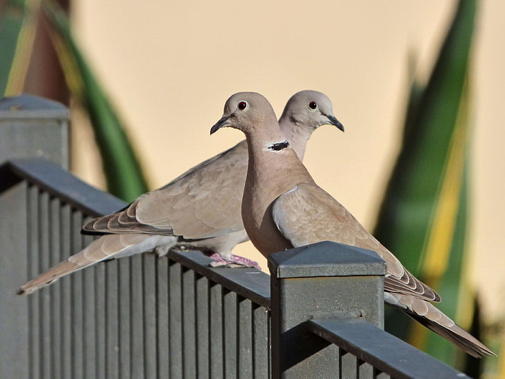 birds, couple, eurasian collared dove, rail, turtledoves, animal themes