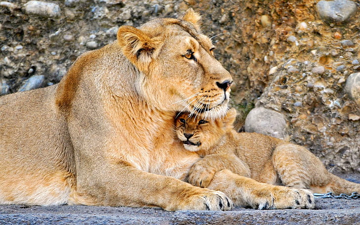 lion, lioness, couple, baby, brown and beige lion and cub, HD wallpaper