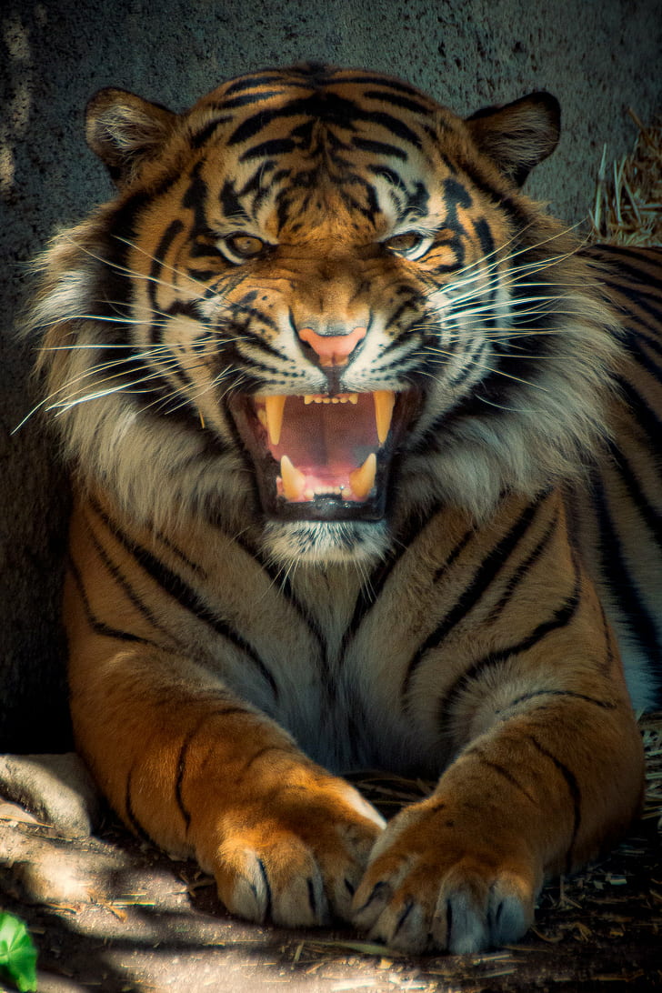 tiger showing teeth, Nobody Wins, Tamron, face, growl, outdoor, HD wallpaper