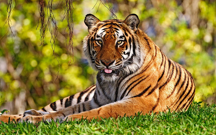 Tiger Widescreen, tigers, HD wallpaper