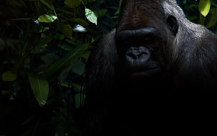 silverback gorilla, shadow, sit, ape, animal, primate, wildlife, HD wallpaper