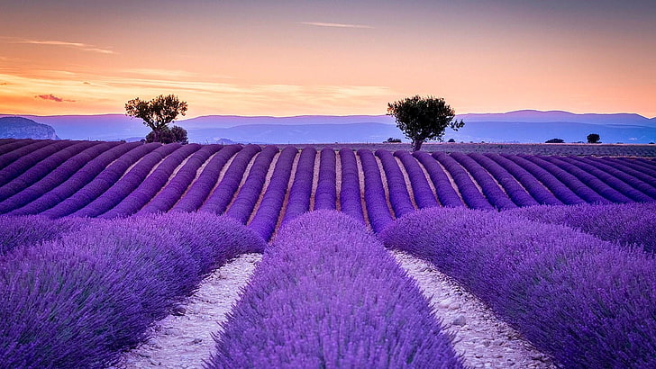 lavender, purple, sky, field, french lavender, flower, morning, HD wallpaper