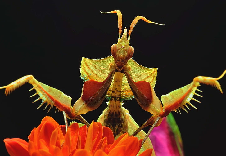 close up, insect, macro, praying mantis, flowering plant, petal, HD wallpaper