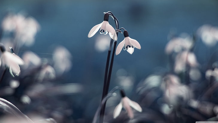 white snowdrop flowers, nature, plants, no people, focus on foreground