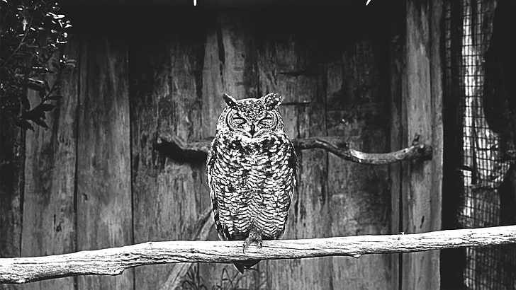 black and white zebra print textile, owl, animals, monochrome, HD wallpaper