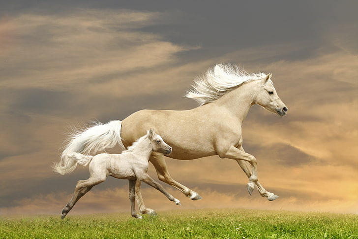 two horses, grass, running, runs, foal, animal, stallion, nature, HD wallpaper