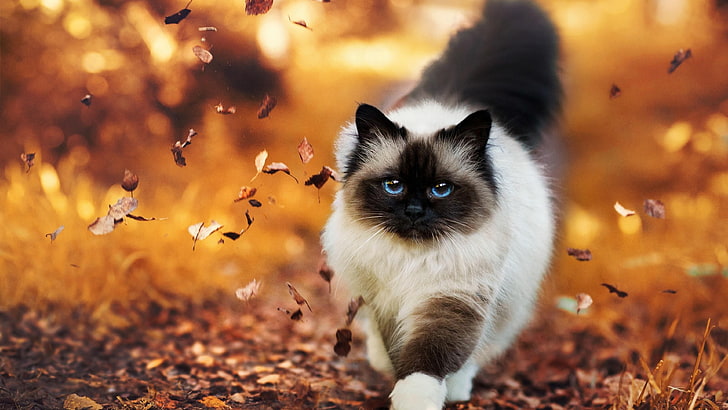 cat, cute, confident, autumn, leaves, walk, eyes, HD wallpaper