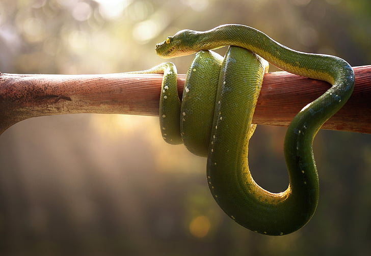 green snake wrapped around a brown tree branch, Green pit viper, HD wallpaper
