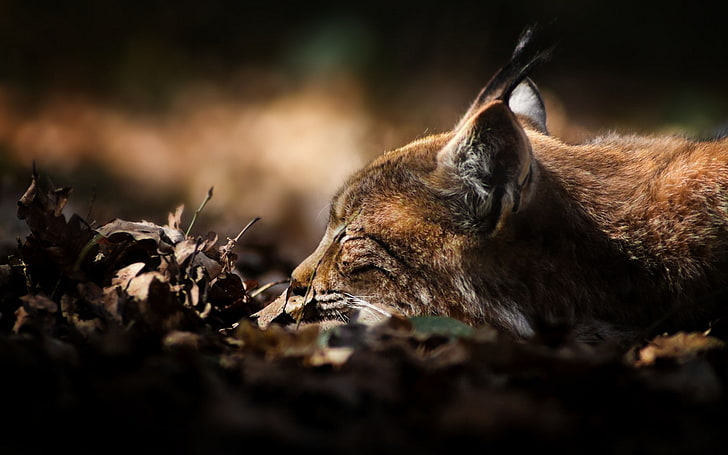 lynx, animal themes, animal wildlife, mammal, animals in the wild