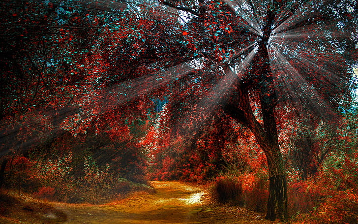Nature red leaves in autumn, beautiful scenery, paths, sun light, red leaved tree