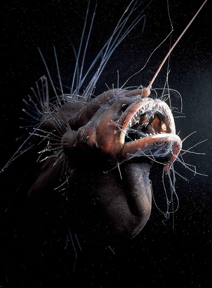 Anglerfish, creepy, Dark, fangs, monster, ocean, sea, underwater, HD wallpaper