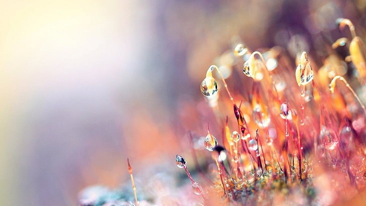 red and brown grass, plants, moss, macro, flower, selective focus, HD wallpaper