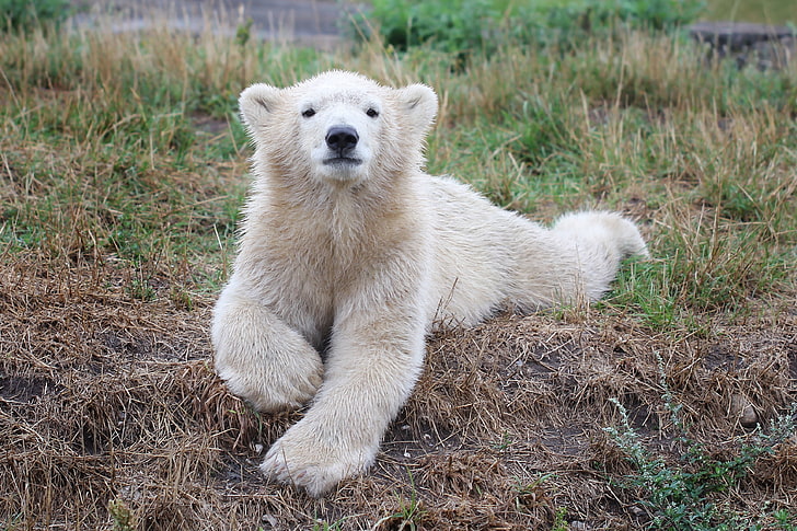 white bear, polar bear, cub, animal, mammal, wildlife, nature, HD wallpaper