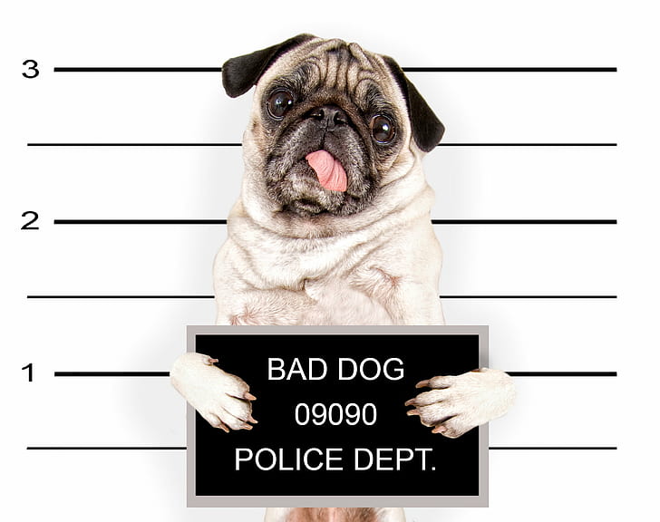 animals, baby, dogs, funny, glance, humor, police, pug, puppy, HD wallpaper