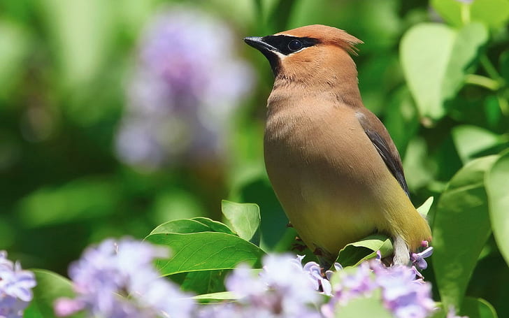 Beautiful Brown Bird, birds, animals