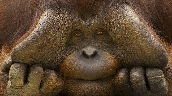 Orangutan, monkey, mammal, animals, primates, HD wallpaper