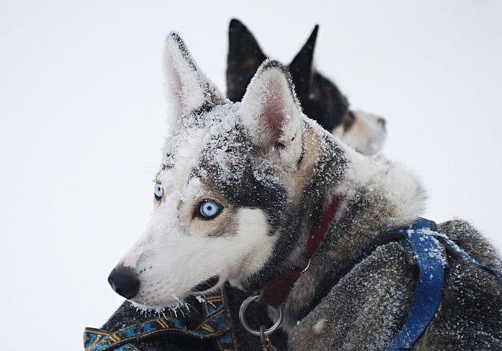 dog, animals, Siberian Husky, snow, mammal, one animal, animal themes