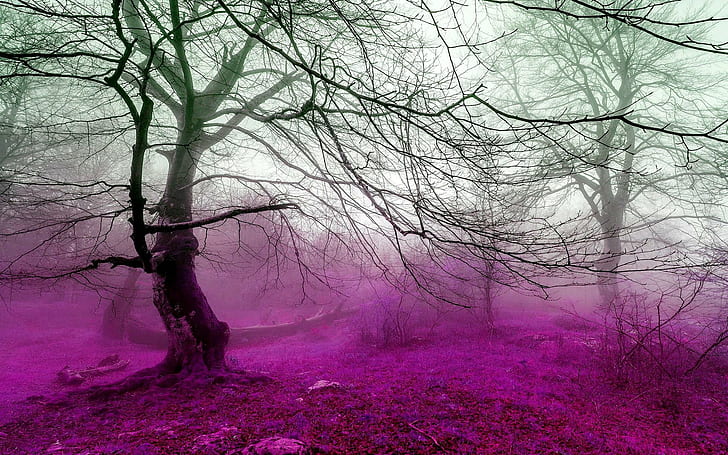Forest Fog, photoshop, pink, nature and landscapes, HD wallpaper