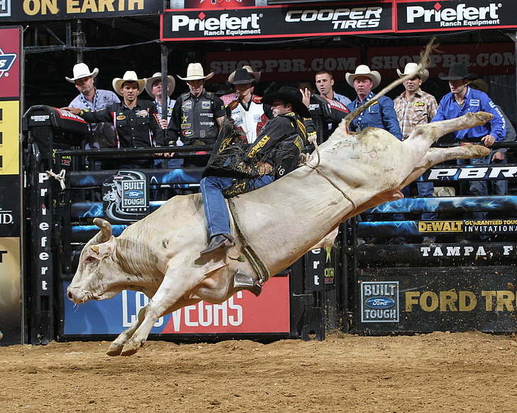HD wallpaper: 31 jpg, bull, bullrider, cow, cowboy, extreme, riding, rodeo  | Wallpaper Flare