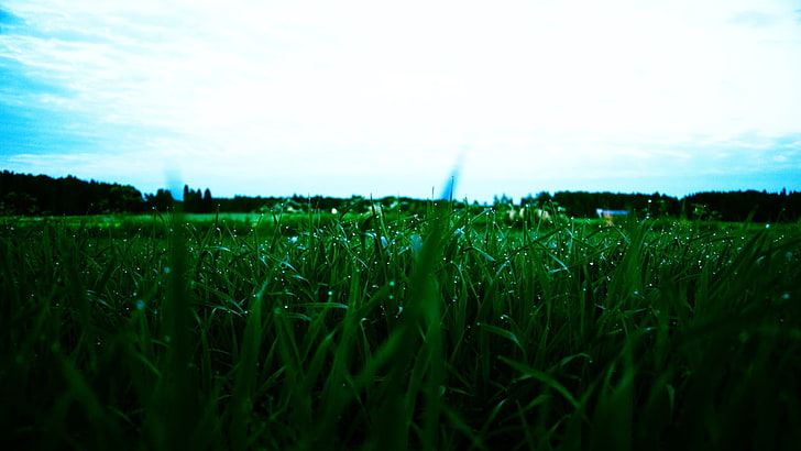 green grass field, landscape, water drops, sky, plants, growth, HD wallpaper