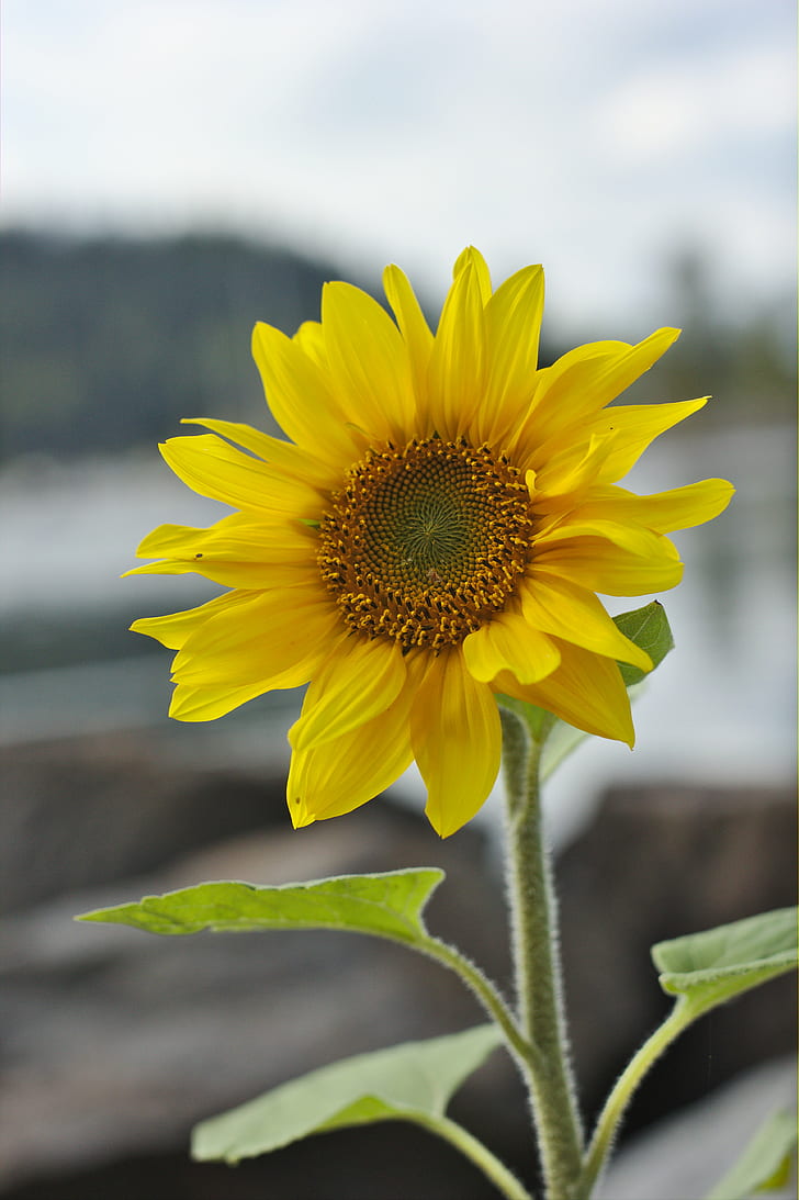 yellow sunflower, sunflower, mm, water, autumn, nature, Dual