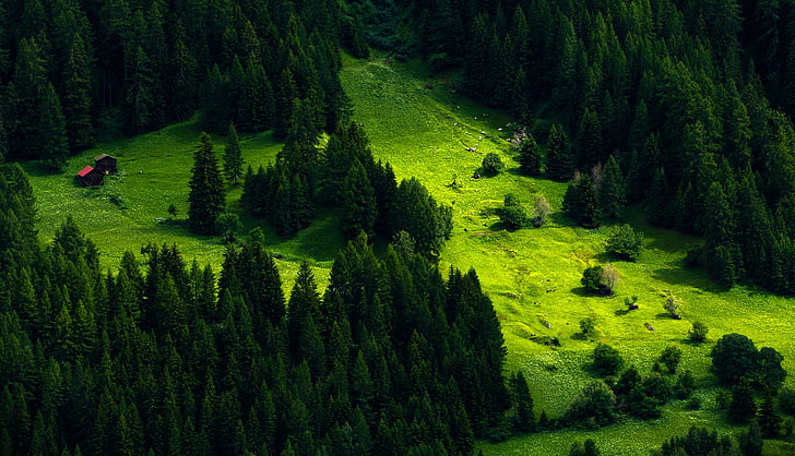 green trees, nature, landscape, pine trees, hill, forest, cabin