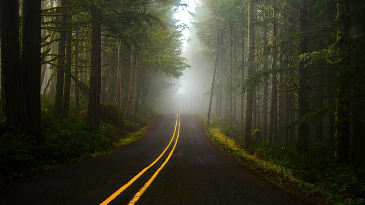 black asphalt road between green trees, nature, forest, mist