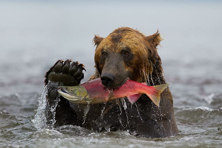 bear, fish, fishing, water, wet, HD wallpaper