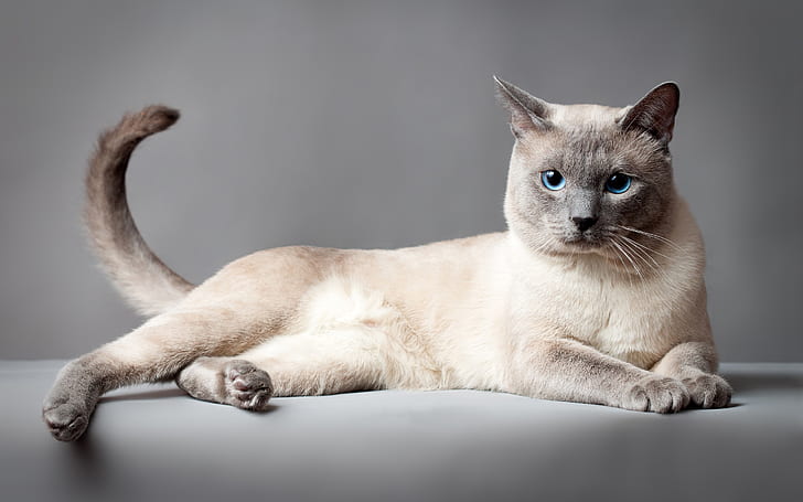 Thai cat, blue eyes, gray background, brown and grey siamese cat