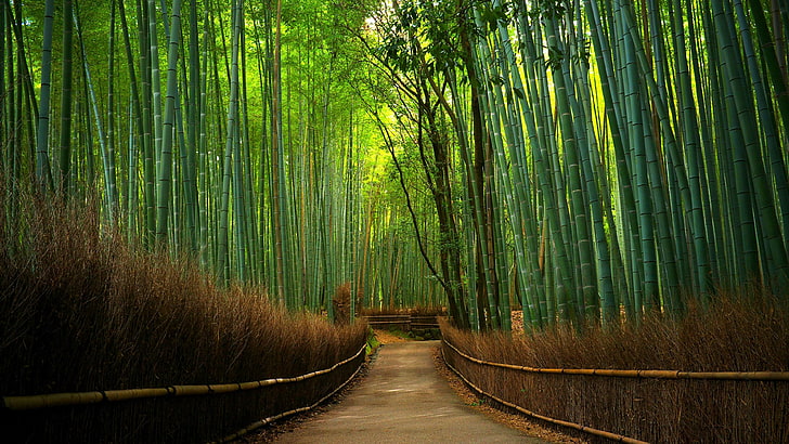 HD wallpaper: bamboo forest, green, hutan bambu, bamboo tree, path